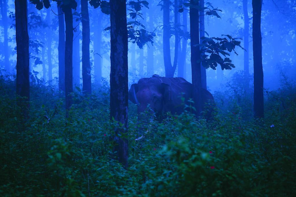 The Woods Resorts Wayanad Sultan Bathery Εξωτερικό φωτογραφία